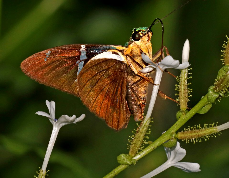 FLASHER, TWO-BARRED (Astraptesfulgerator) (10-26-2015) national butterfly center, mission, hidalgo co, tx -10