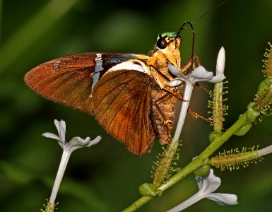 FLASHER, TWO-BARRED (Astraptesfulgerator) (10-26-2015) national butterfly center, mission, hidalgo co, tx -10