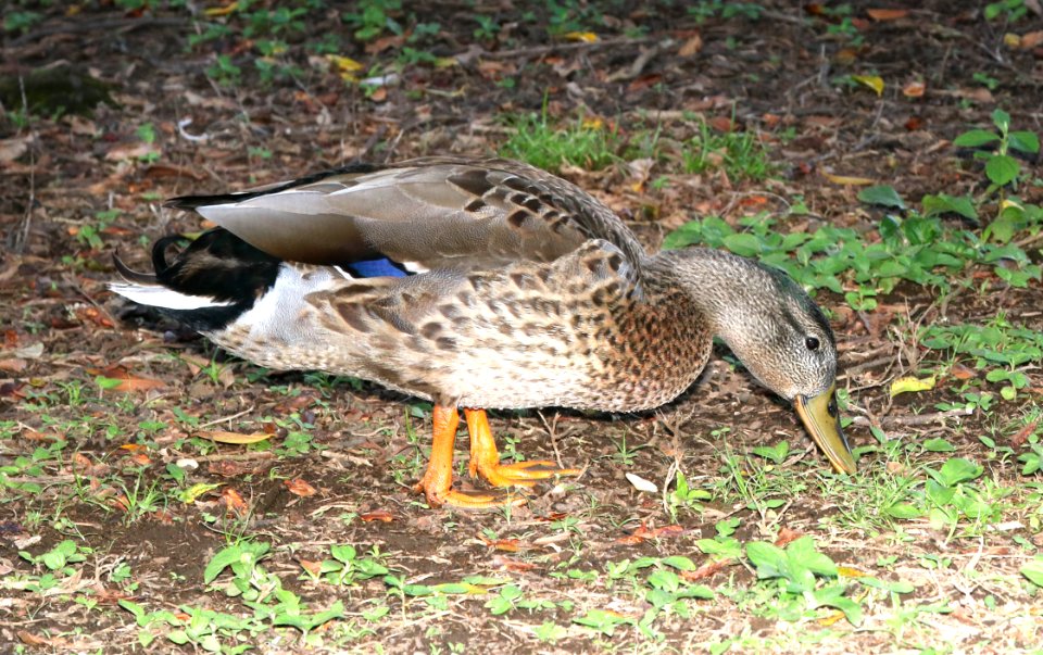 MALLARD (9-6-2017)  Waiakea Pond, hilo, hawai'i co, hawaii -02