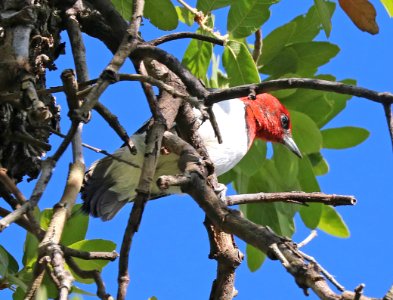 523 - RED-HEADED WOODPECKER (5-17-2016) cave cyn, east slope santa rita mts, santa cruz co, az -03