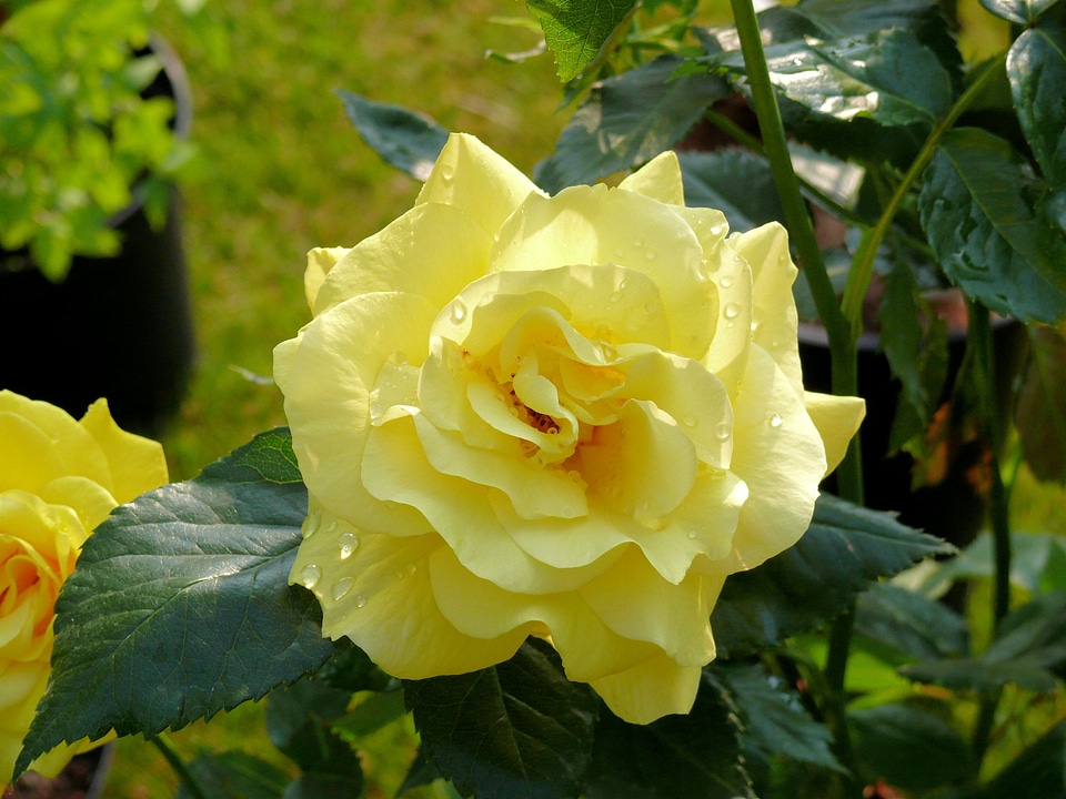Nature yellow rose garden