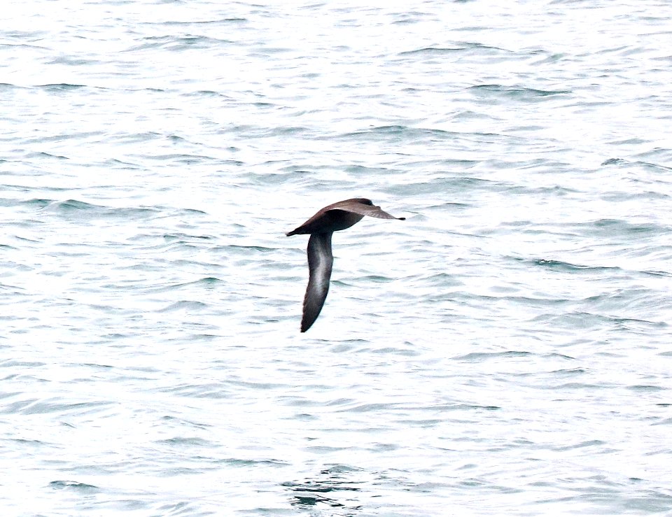134 - SOOTY SHEARWATER (9-15-2015) san simeon pier, san luis obispo co, ca -01