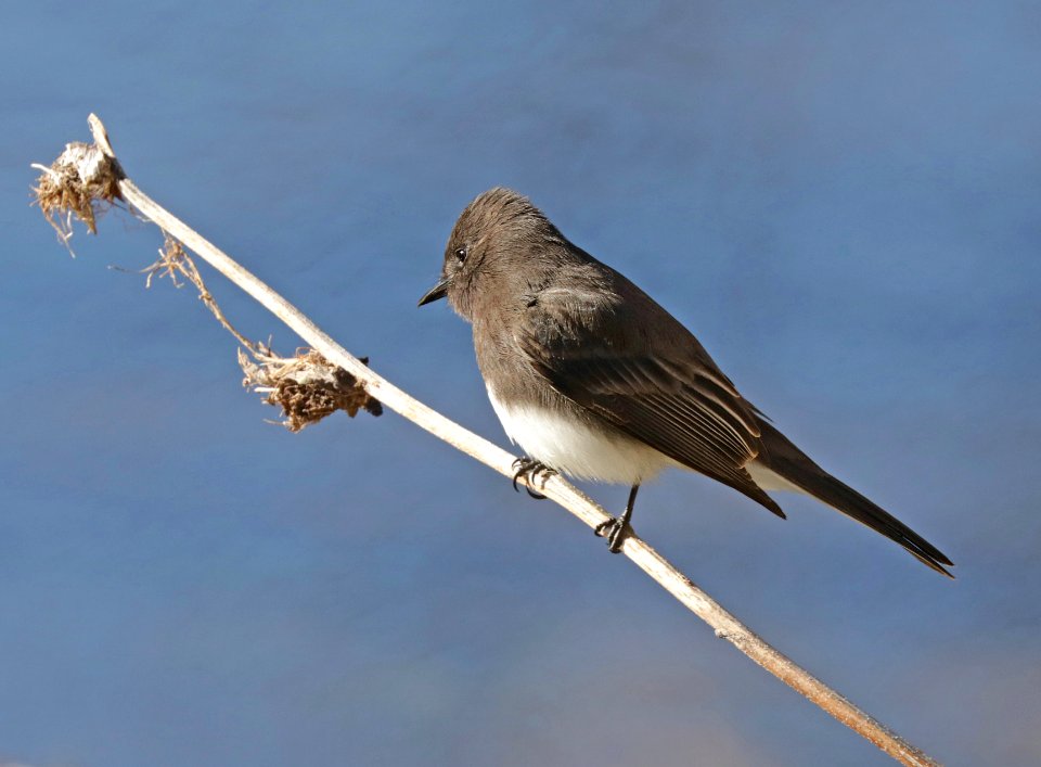 586 - BLACK PHOEBE (12-30-2015) sonoita creek state natural area, santa cruz co, az -01