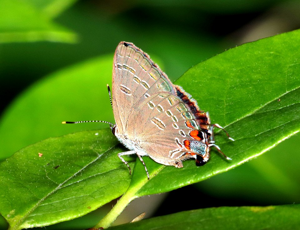 HAIRSTREAK, KING (Satyrium favoniius) (6-15-2017) weymouth woods sandhills preserve, richmond co, nc -06