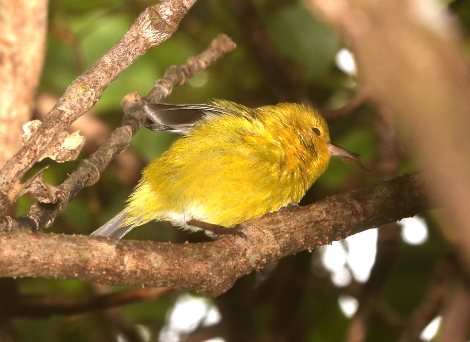 ANIANIAU (4-23-2018) kokee state park, kauai co, hawaii -04