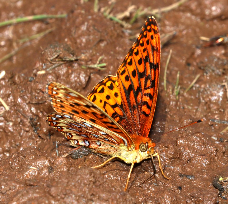 FRITILLARY, ATLANTIS (Speyeria atlantis hesperis) (6-19-2020) 9200 ft, udall park tanks, green's peak area, apache co, az  (9)