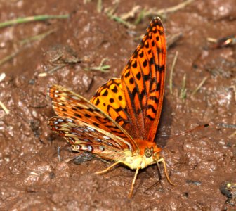 FRITILLARY, ATLANTIS (Speyeria atlantis hesperis) (6-19-2020) 9200 ft, udall park tanks, green's peak area, apache co, az  (9)