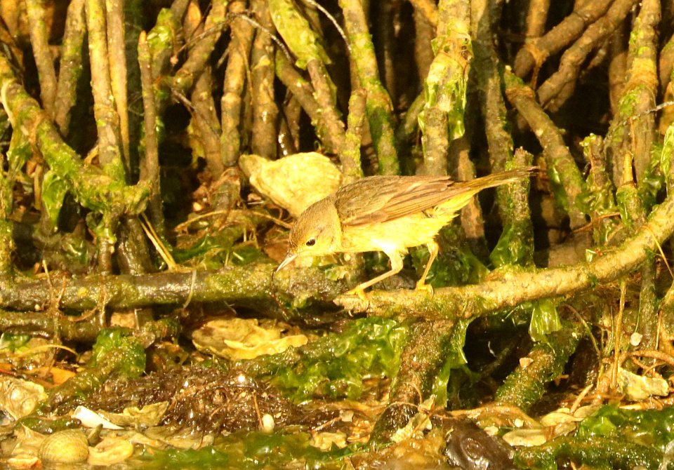 829 - MANGROVE YELLOW WARBLER (4-29-2019) port isabel, cameron co, tx -27 female