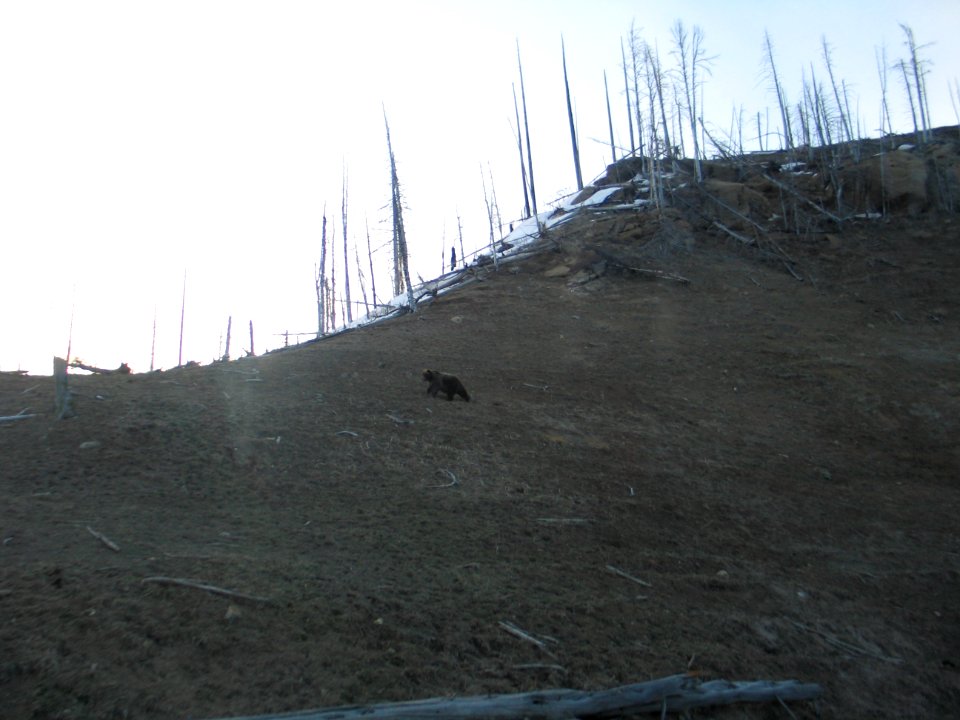 Grizzly at Steamboat Point