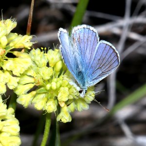 COPPER, BLUE (Lycaena heteronea) (7-23-2020) 7200 ft, blaine co, id -02