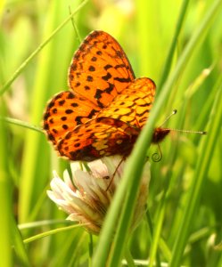 FRITILLARY, PACIFIC (Boloria epithore) (6-25-2018) grant co, or -01