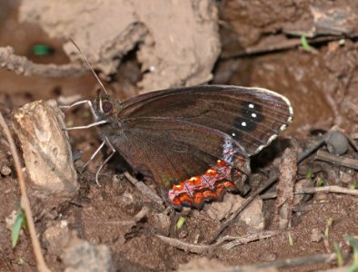 SATYR, RED-BORDERED (Gyrocheilus patrobas) (9-16-2020) 7200 ft, along woodchutes trail, north of poweline tank, prescott nat forest, yavapai co, az -03
