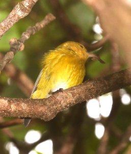 ANIANIAU (4-23-2018) kokee state park, kauai co, hawaii -02