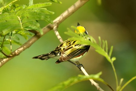 830 - CHESTNUT-SIDED WARBLER (4-26-2019) convention center, south padre island, cameron co, tx -03