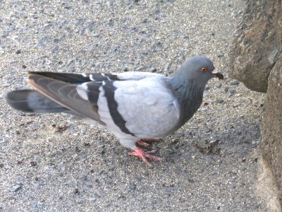 ROCK PIGEON(9-20-2017) honolulu, oahu, hawaii -01