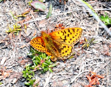 FRITILLARY, ARCTIC (Boloria chariclea) (6-10-2016) kougarok road, nome, alaska -01