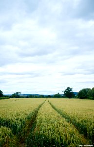 Marden Fields