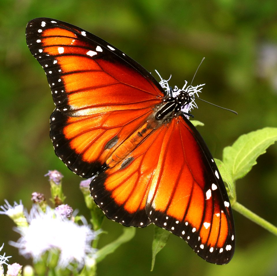 SOLDIER (Danaus eresimus) (11-11-2016) santa ana n w r, hidalgo co, tx -05
