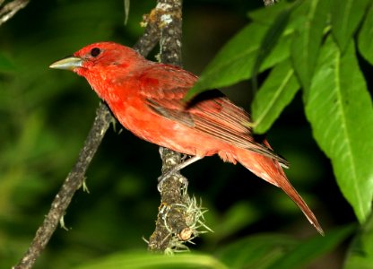 911- -SUMMER TANAGER (5-5-2019) garner state park, uvalde co, tx -01
