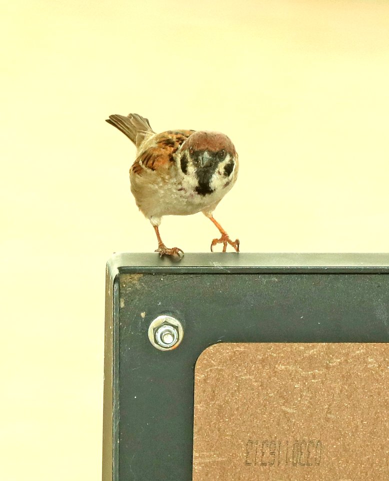 978 - EURASIAN TREE SPARROW (5-31-2018) riverlands audubon center, st charles co, missouri -05