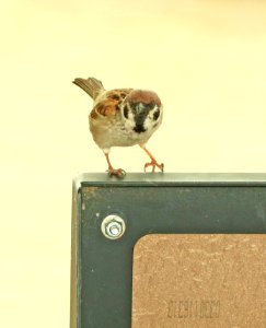 978 - EURASIAN TREE SPARROW (5-31-2018) riverlands audubon center, st charles co, missouri -05