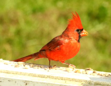 916 - NORTHERN CARDINAL (9-27-2018) pepperell, middlesex co, ma -01