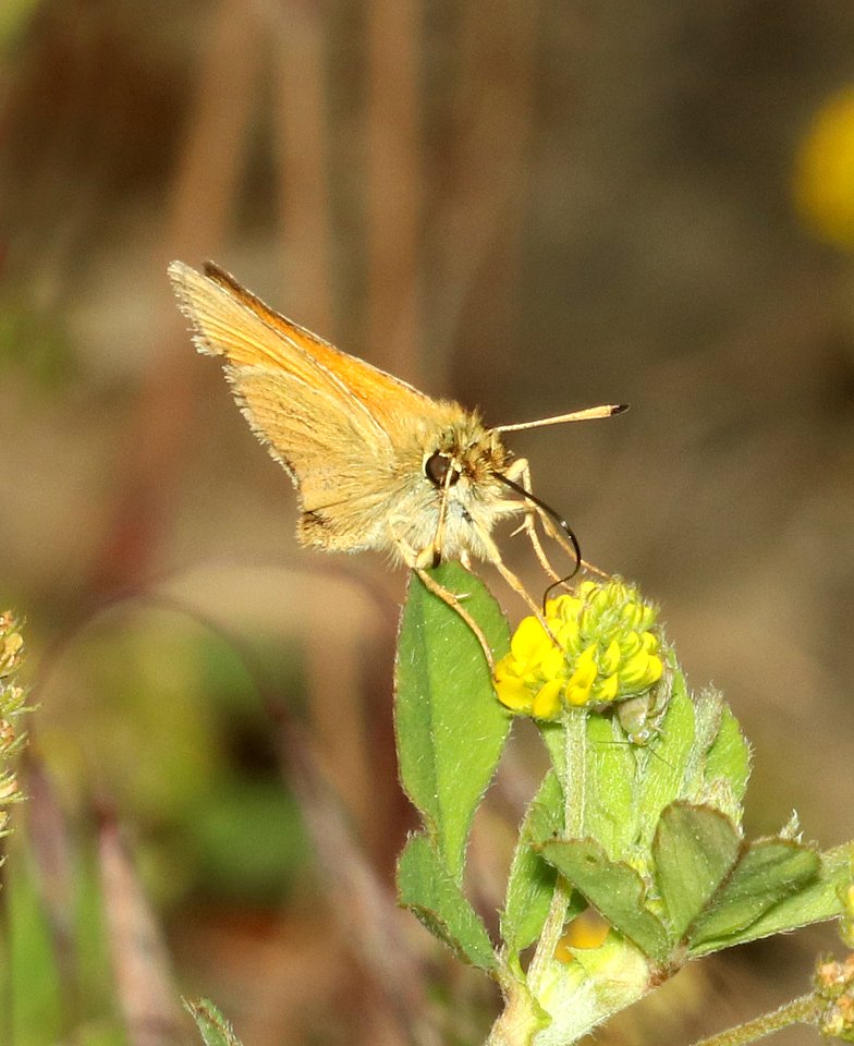SKIPPER, EUROPEAN (Thymelicus lineola) (6-18-18) ferry co, wa-02