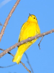 829 - YELLOW WARBLER (4-30-2016) patagonia lake, santa cruz co, az -03