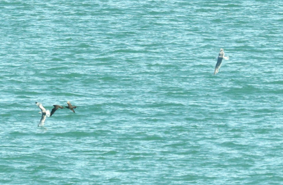 397 - PARASITIC JAEGER (6-20-2019) with black-legged kittiwakes and glaucous-winged gull, cross sound, ak -02