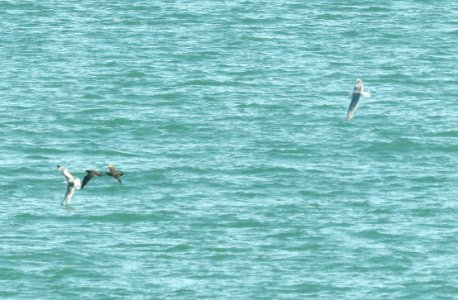 397 - PARASITIC JAEGER (6-20-2019) with black-legged kittiwakes and glaucous-winged gull, cross sound, ak -02