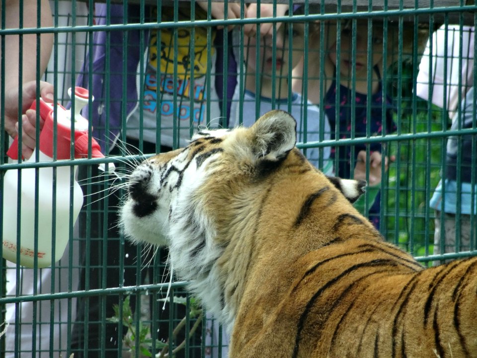 FEEDING A TIGER GOATS MILK photo