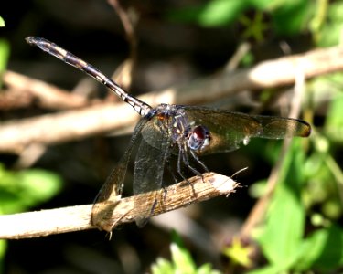 SETWING, SWIFT (Dythemis velox) (10-27-2015) national butterfly center, mission, hidalgo co, tx -02
