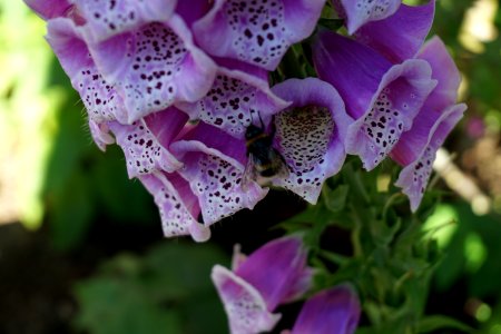 Foxgloves