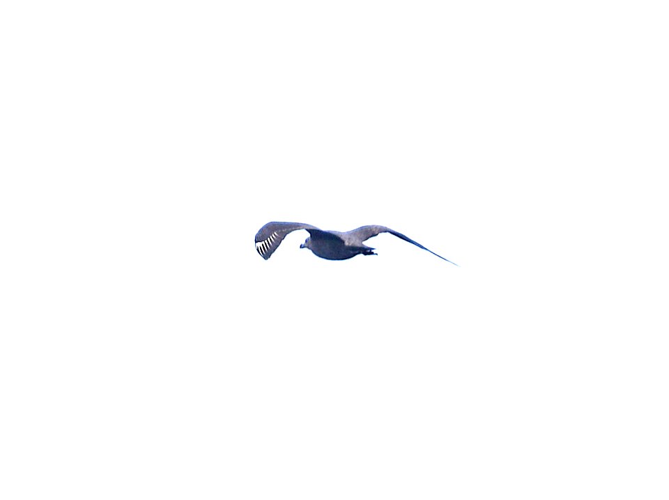 SOUTH POLAR SKUA (9-15-2017) kona pelagic trip, kona, hawai'i co, hawaii -01