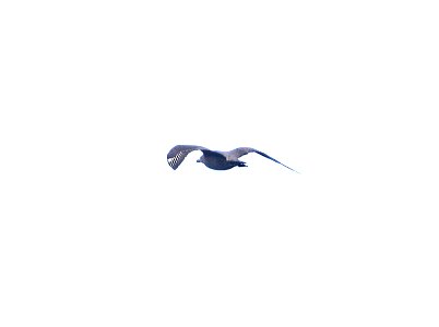SOUTH POLAR SKUA (9-15-2017) kona pelagic trip, kona, hawai'i co, hawaii -01