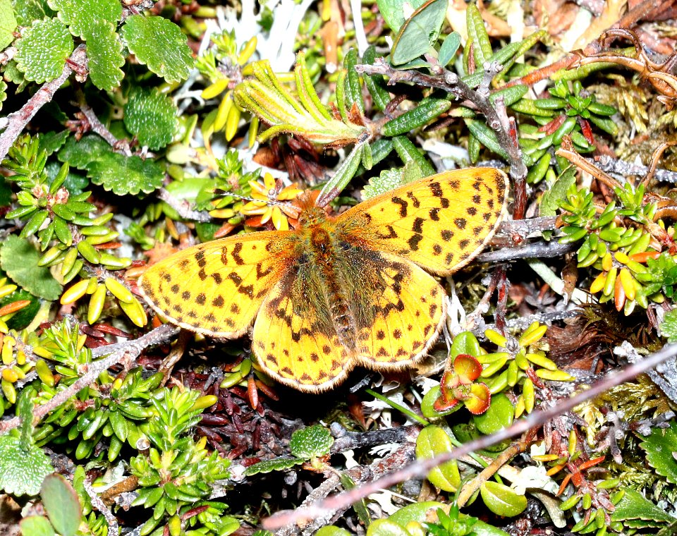 FRITILLARY, ARCTIC (Boloria chariclea) (6-10-2016) kougarok road, nome, alaska -02