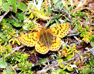FRITILLARY, ARCTIC (Boloria chariclea) (6-10-2016) kougarok road, nome, alaska -02