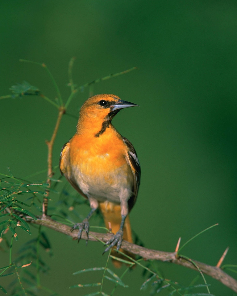 Nature wildlife songbird