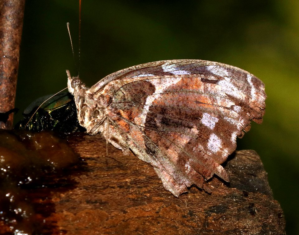 BLUEWING, MEXICAN (Myscelia ethusa) (10-26-2015) national butterfly center, mission, hidalgo co, tx