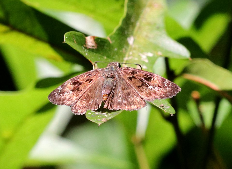 DUSKYWING, JUVENAL'S (5-25-2018) martin dies jr state park, jasper co, tx -01