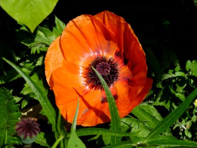 Walmer Castle Gardens