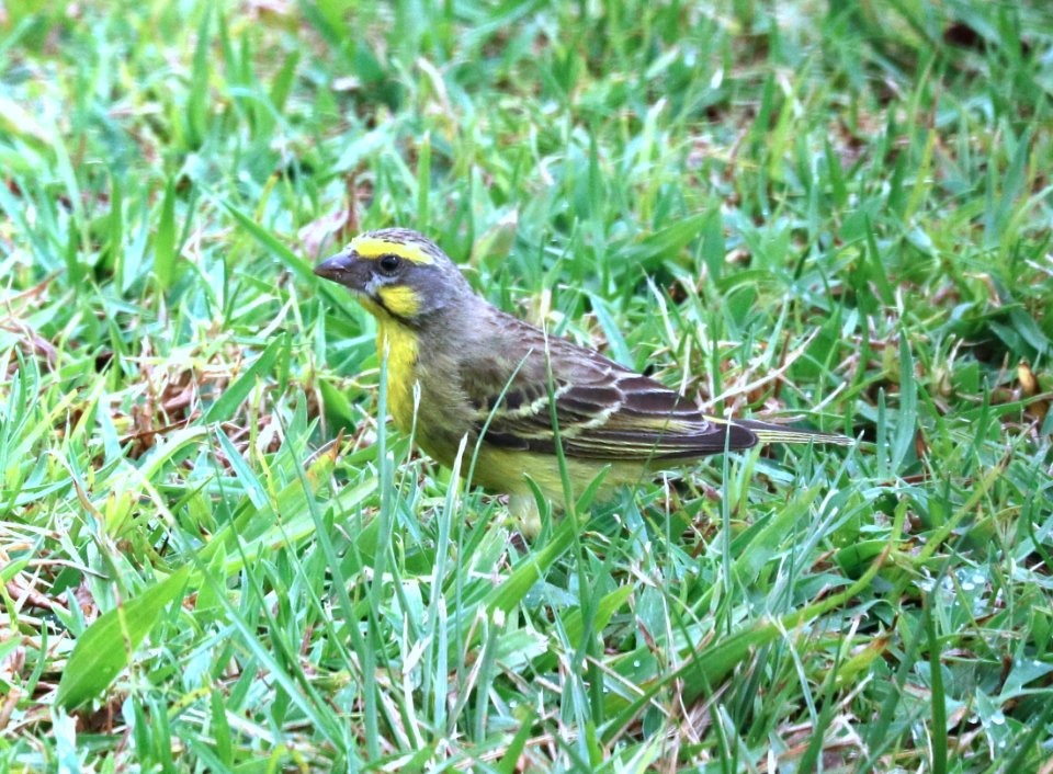 YELLOW-FRONTED CANARY (8-29-2017) pu'u anahulu - big island golf club, hawaii co, hawaii -01
