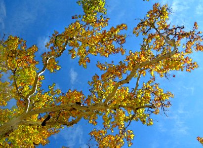 HUACHUCA MOUNTAINS, Ramsey Canyon, AZ (11-2-2019) fall color -21 PHOTOSHOP WATERCOLOR