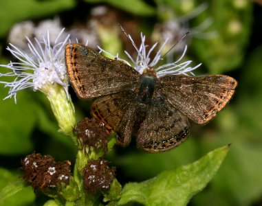 METALMARK, RED-BORDERED (Caria ino) (10-28-2015) santa ana n w r, hidalgo co, ca