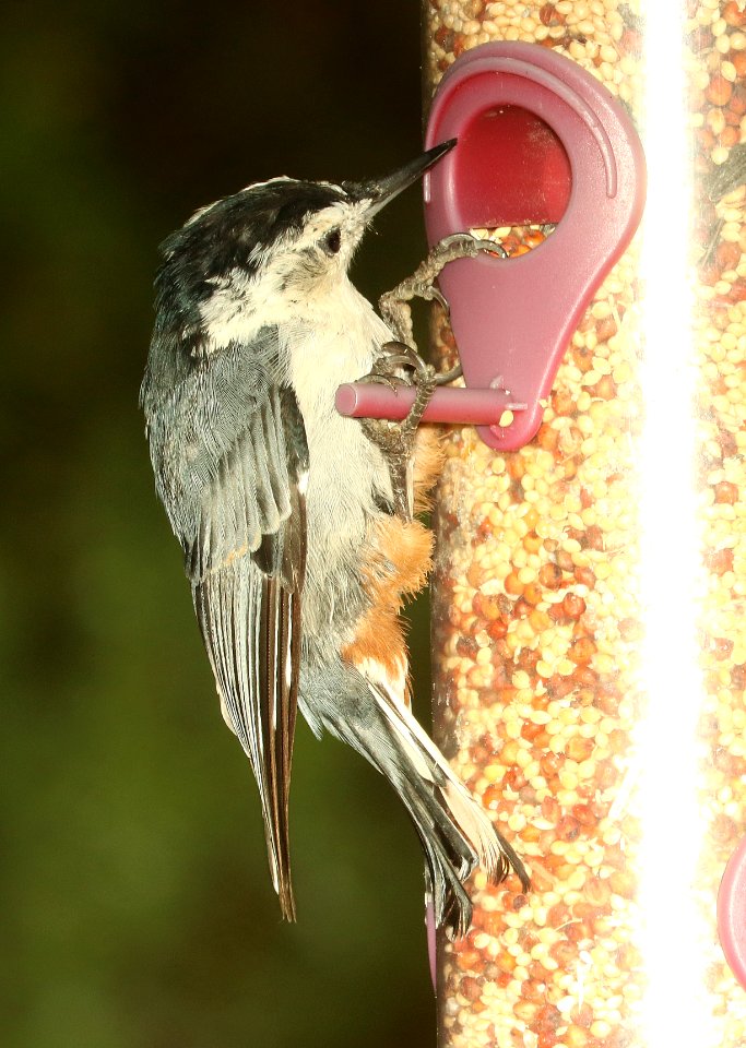 686 - WHITE-BREASTED NUTHATCH (8-17-2018) madera canyon, santa cruz co, az -01