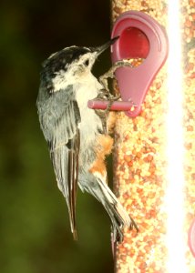 686 - WHITE-BREASTED NUTHATCH (8-17-2018) madera canyon, santa cruz co, az -01