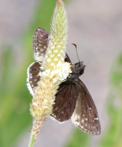 DUSKYWING, MOURNFUL (Erynnis tristis) (8-27-2015) pena blanca lake, santa cruz co, az -02