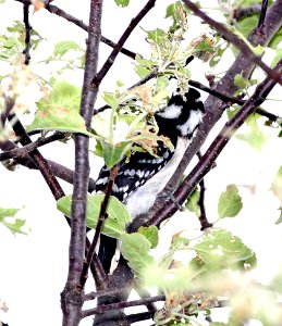 535 - DOWNY WOODPECKER (5 -25-2015) eastern form, middlesex co, ma -01
