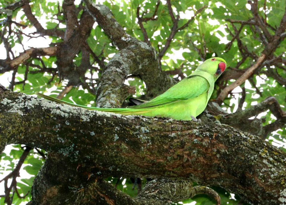 ROSE-RINGED PARAKEET (9-17-2017) oahu cemetary, honolulu co, oahu, hawaii -09