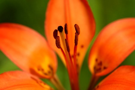 FLOWER (7-19-2019) 5400 ft, emerald lake c g,west rosebud road, custer-gallatin nat for, stillwater co, mt -07